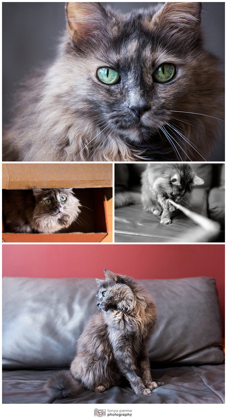 Oakland Cat Photo Session