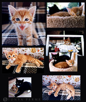 San Francisco Cat Photography