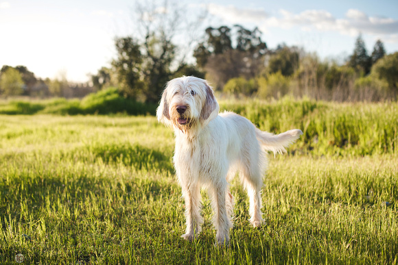 BayAreaPetPhotographer020