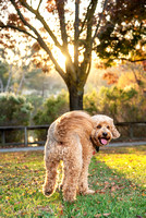 OaklandDogPhotographer005