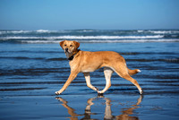 OaklandDogPhotographer006