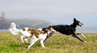 OaklandDogPhotographer010