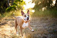 OaklandDogPhotographer015