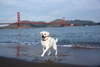 OaklandDogPhotographer030