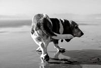 EastBayDogPhotographer009