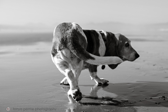 EastBayDogPhotographer009