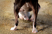 EastBayDogPhotographer012