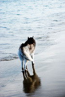 EastBayDogPhotographer018